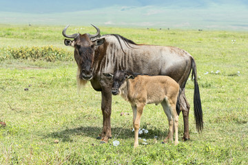 Tansania-Gnu-13598