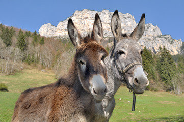 portraits d'ânes devant montagne