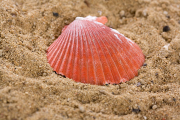 Shell on orange beachsand