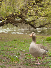 Greylag goose