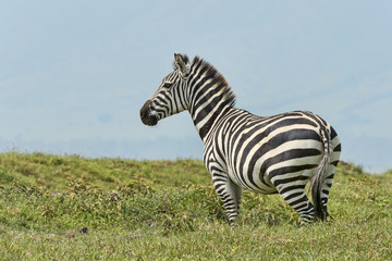 Tansania-Zebra-13530