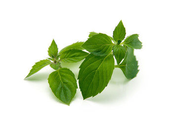 mint leaves