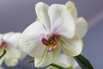 Fototapeta na wymiar White orchid flower