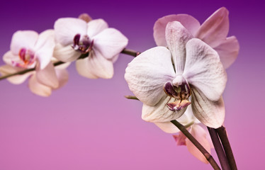 Obraz premium White orchid flower