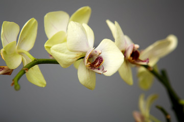 Fototapeta na wymiar Biały kwiat orchidei