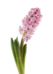 Fresh pink hyacinth