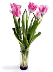 posy of pink tulips