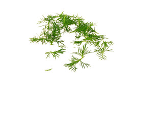 herbs and spices