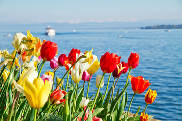 Naklejka premium Bunte Tulpen am Bodensee