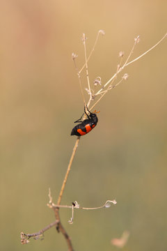 Bean Beetle. Namibia