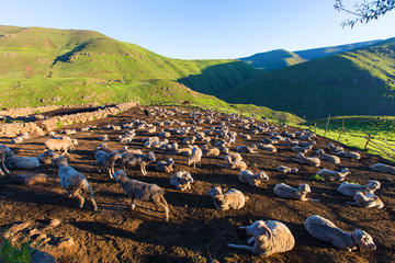 Sheep overnight in the kraal