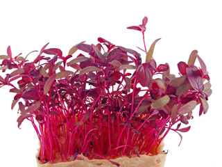 amaranth sprouts