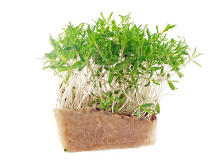 edible chrysanthemum sprouts