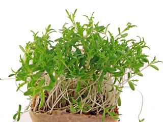 edible chrysanthemum sprouts