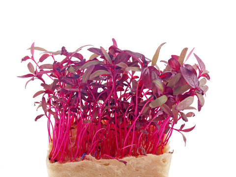 amaranth sprouts