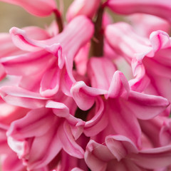 Pink Hyacinth