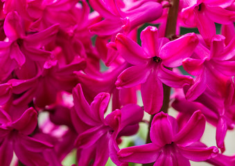 Wall Of Hyacinth
