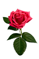 Fototapeta premium bright beautiful pink rose