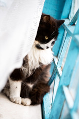 Cat sit on a windowsill