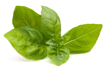 Sweet basil leaves