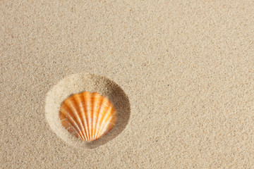 Fototapeta na wymiar Seashell in the sand