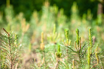young pines