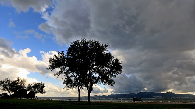 Rain clouds and tree