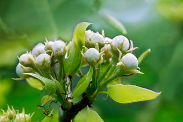 Obraz premium A flowering branch