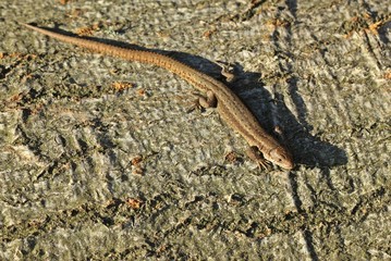 Waldeidechse (Zootoca vivipara) auf Baumstamm