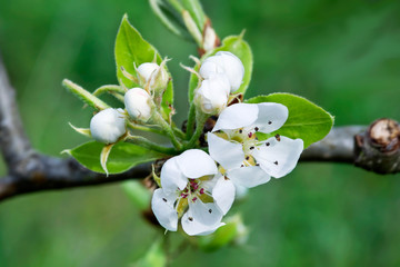 A branch of apple tree in bloom