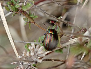 Regenbogen-Blattkäfer (Chrysolina cerealis) auf Thymian © Schmutzler-Schaub
