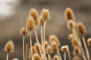 Flora by the sea