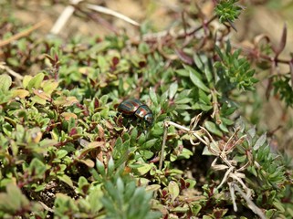 Regenbogen-Blattkäfer (Chrysolina cerealis) auf Thymian © Schmutzler-Schaub