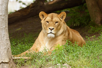 Fototapeta na wymiar Lion