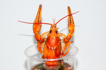 Boiled crayfish beer snack. ..