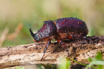 European Rhinoceros Beetle in Grass