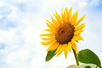 Obraz premium sunflower in summer