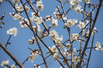 white plum bloossom