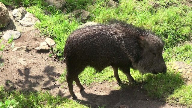Chacoan peccary or tagua (Catagonus wagneri).