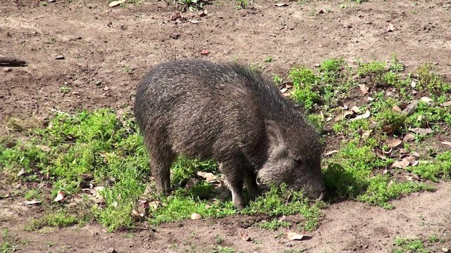 Chacoan peccary or tagua (Catagonus wagneri).