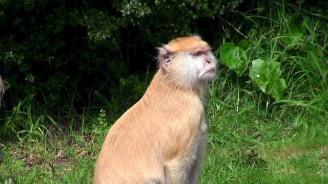 Patas Monkey (Erythrocebus patas),