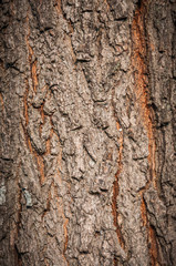 brown tree bark texture