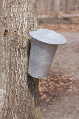 Obraz na płótnie Canvas Maple sap bucket