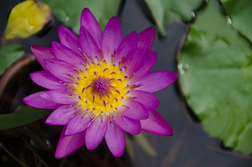 Lotus