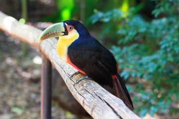 Green-billed (Red-breasted) toucan