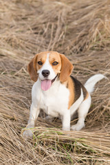 Beagle sitting in yellow grass