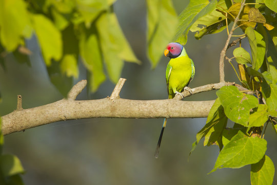 Plum-headed parakeet bird in Nepal
