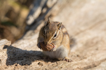 オニグルミを食べるエゾシマリス