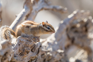 Naklejka premium エゾシマリス