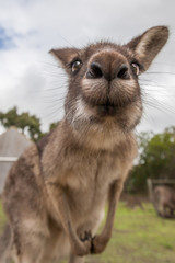 Kangaroo making duck face into the camera